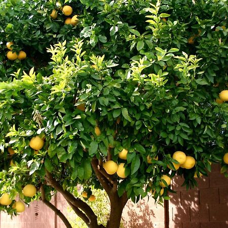 מלון דונג'י סגט Lemon Tree מראה חיצוני תמונה