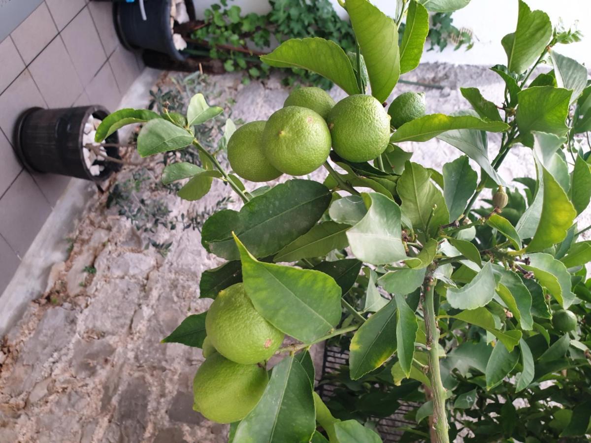 מלון דונג'י סגט Lemon Tree מראה חיצוני תמונה