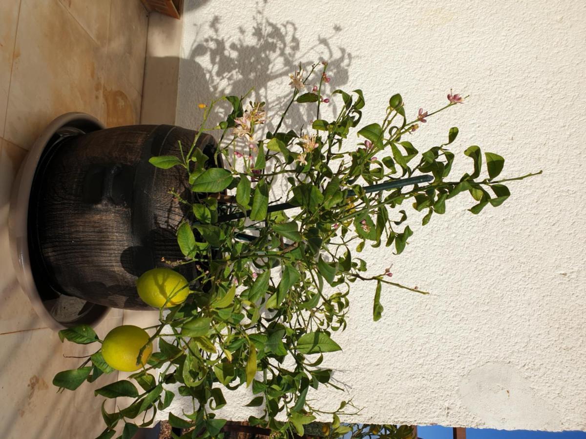 מלון דונג'י סגט Lemon Tree מראה חיצוני תמונה