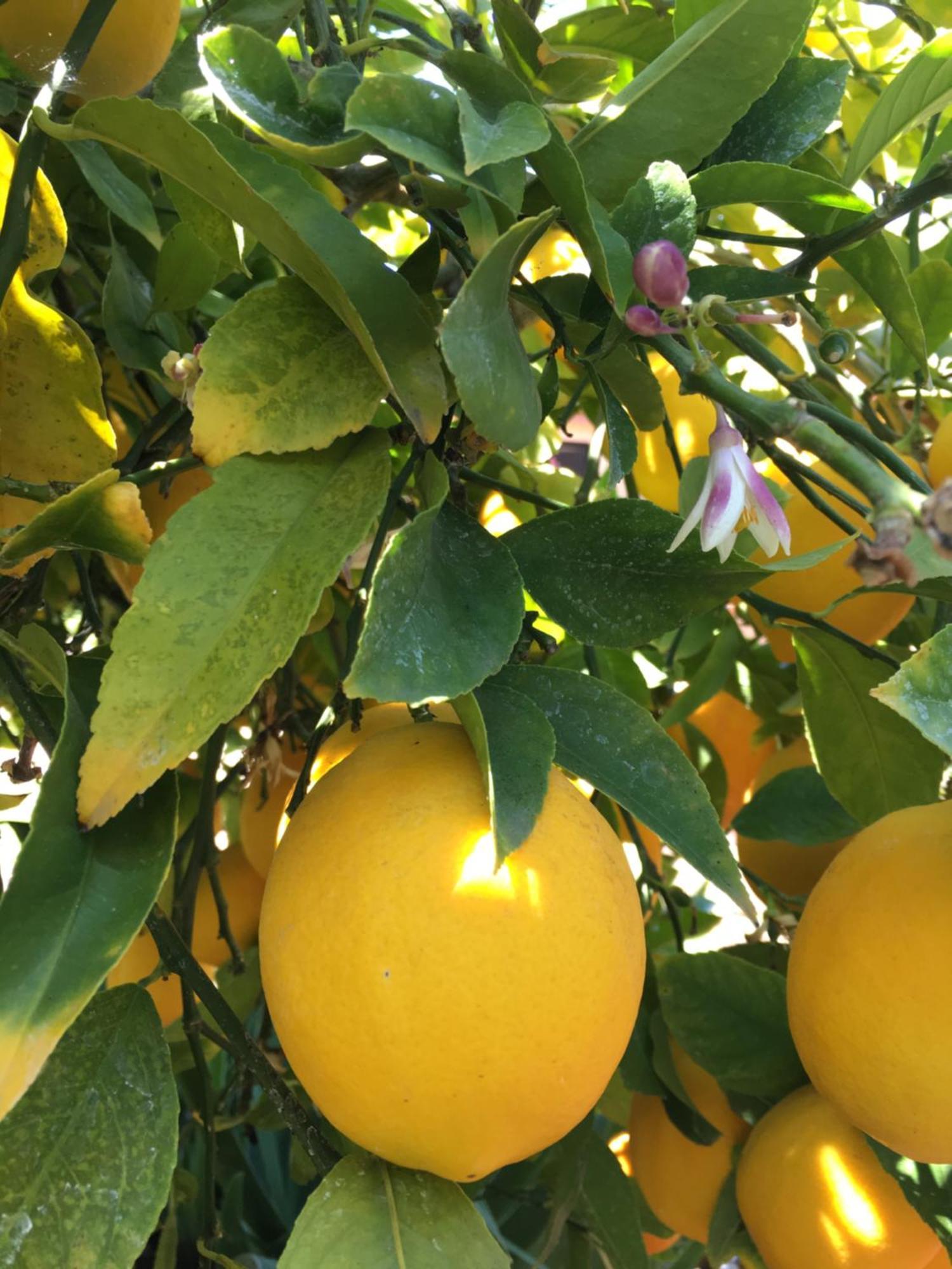 מלון דונג'י סגט Lemon Tree מראה חיצוני תמונה
